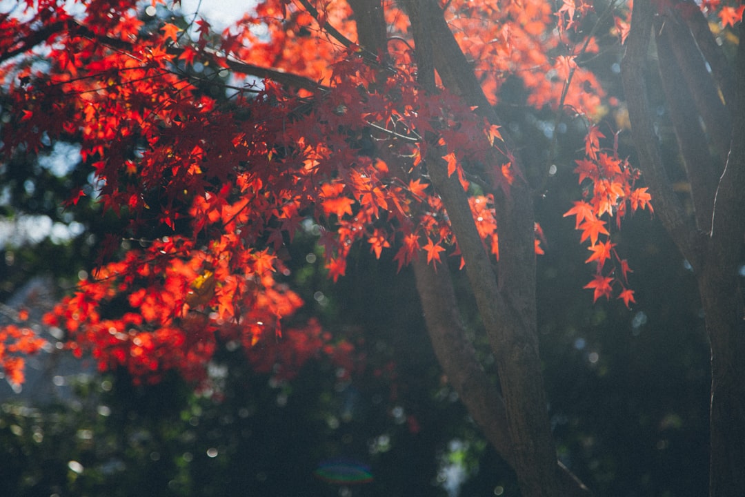 Maple.