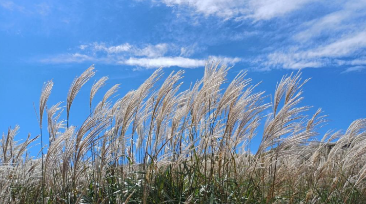 황매산 억새축제