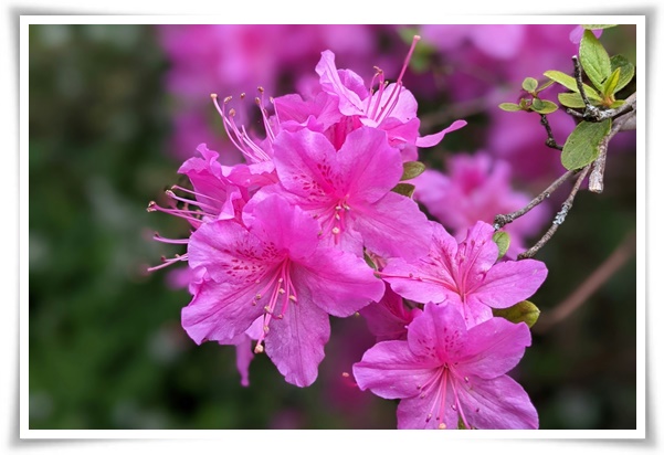 "진달래꽃" 나보기가 역겨워 가실 때에는 ... 봄을 알리는 분홍빛 향연!