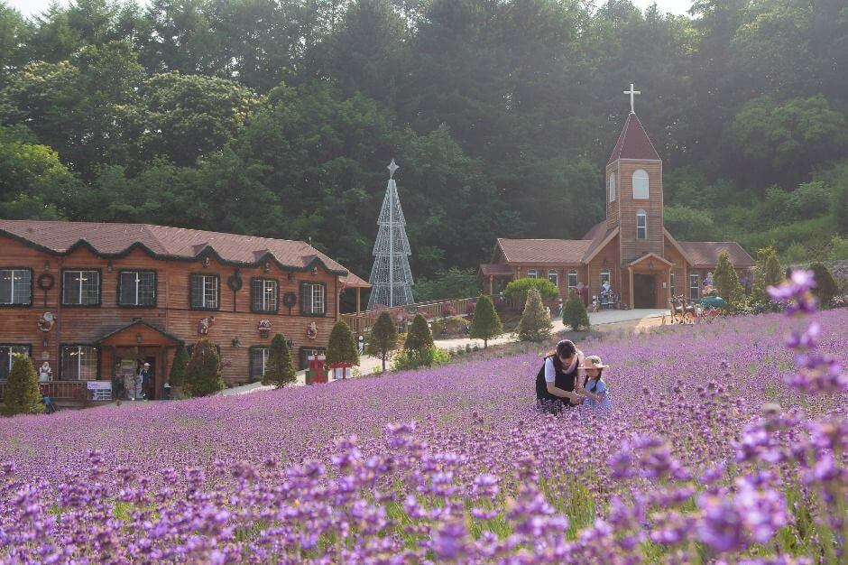 2025년 포천 허브아일랜드 라데봄 축제 완전 정복 가이드! 라데봄 축제 라벤더, 데이지 그리고 봄