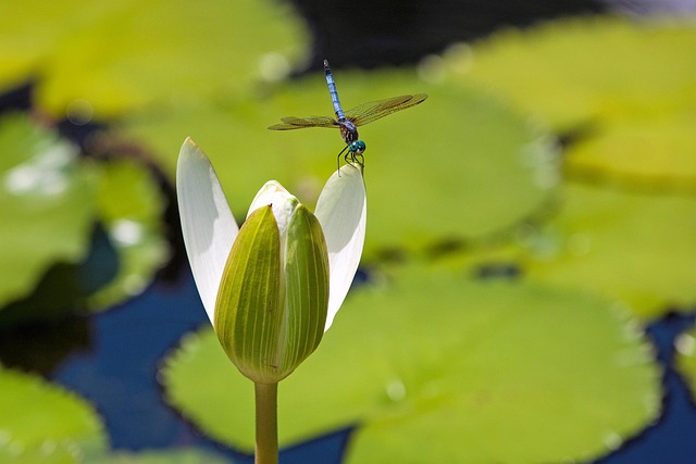 세미원 연꽃문화제 개화시기