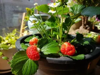 딸기 키우기 물주기 수경재배 비료관리 햇빛배치 실내 재배 팁_14