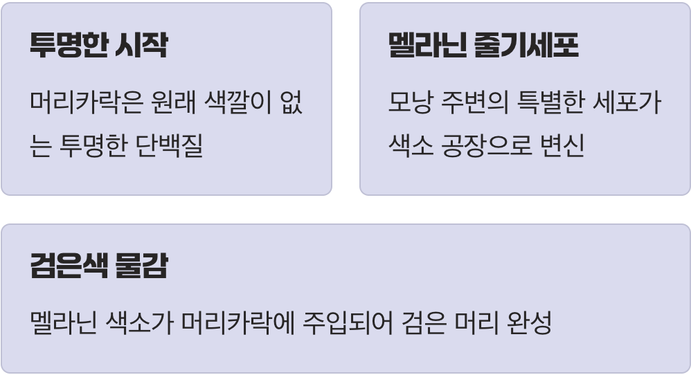우리 머리카락 색의 비밀