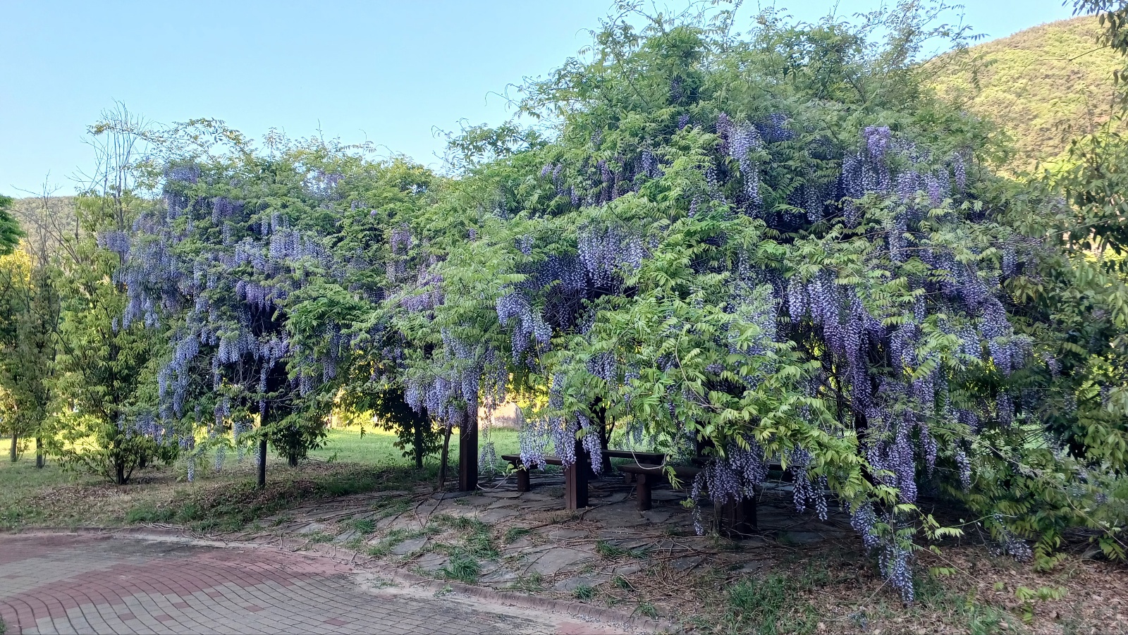 밀양댐 생태공원 등나무꽃3