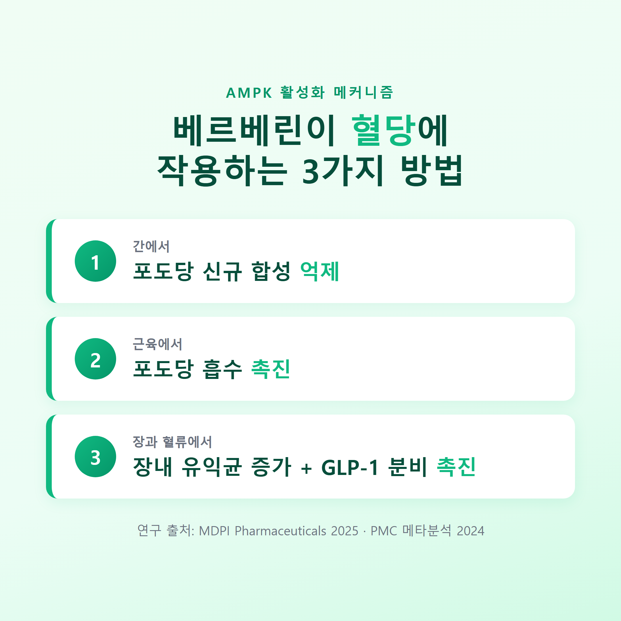 베르베린이 혈당에 작용하는 AMPK 메커니즘 3가지 방법 인포그래픽