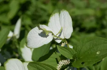 삼백초 효능 및 영양성분&amp;#44; 주의점
