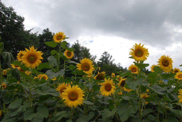 태백 해바라기축제