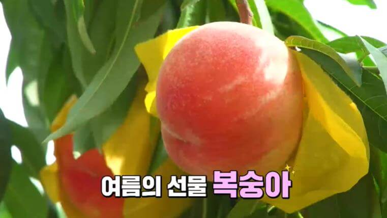 6시내고향 순천 복숭아