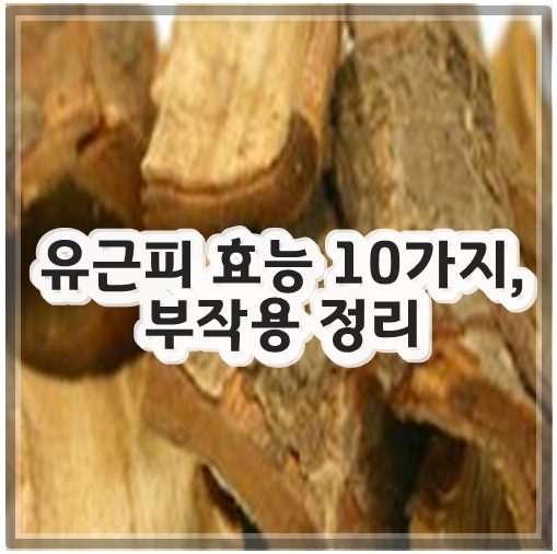 유근피 효능 10가지, 부작용 정리