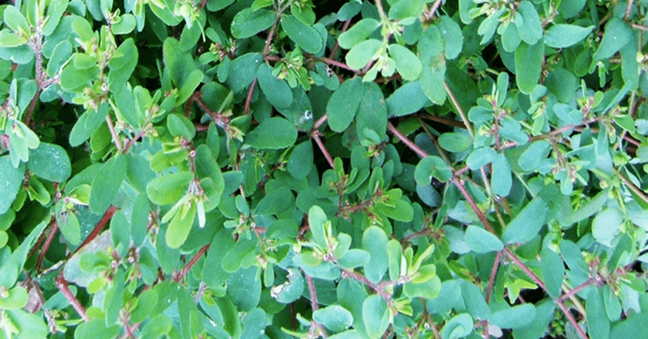 비단풀 사진 - 9