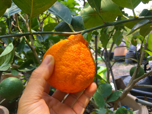 한라봉 잡은 사진