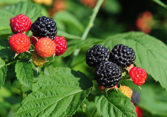 복분자청 만들기, 복분자청 먹는법