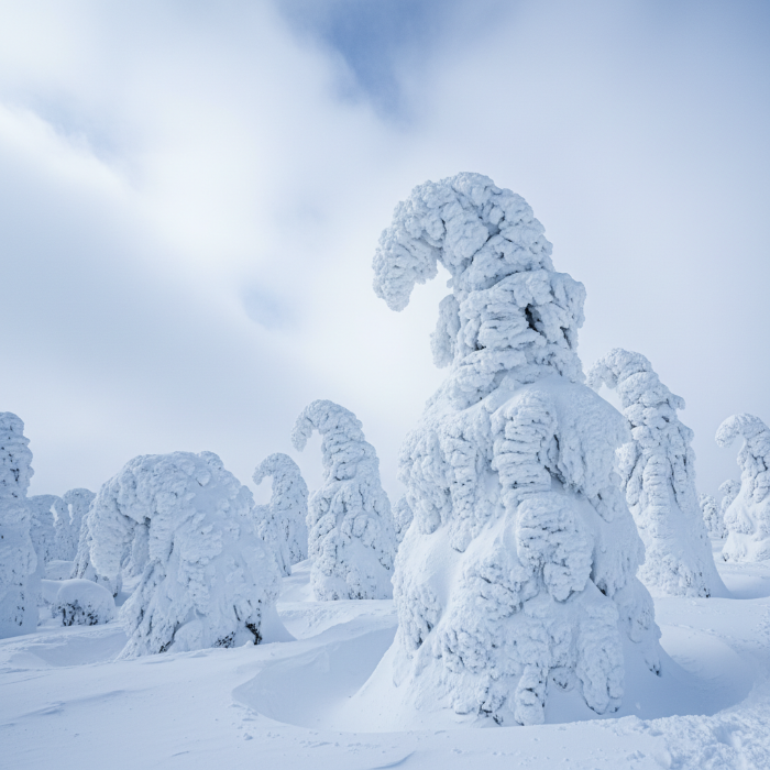 일본 도호쿠 지방 핫코다 산의 신비로운 '설괴'(수빙) 풍경. 눈과 얼음으로 뒤덮인 나무들이 독특하고 환상적인 형태로 서 있는 자연의 예술 작품.