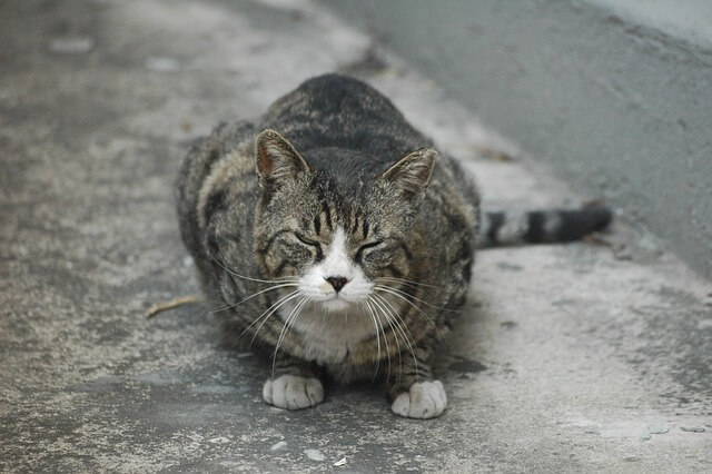 천안 길고양이 학대