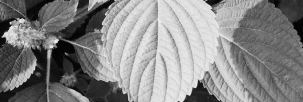 들깻잎 (깻잎) 모습