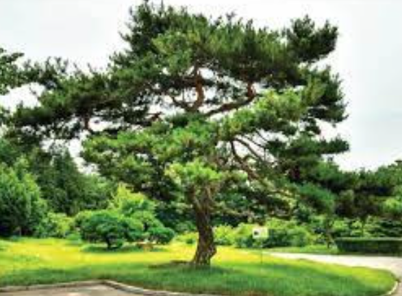 천연기념물 소나무