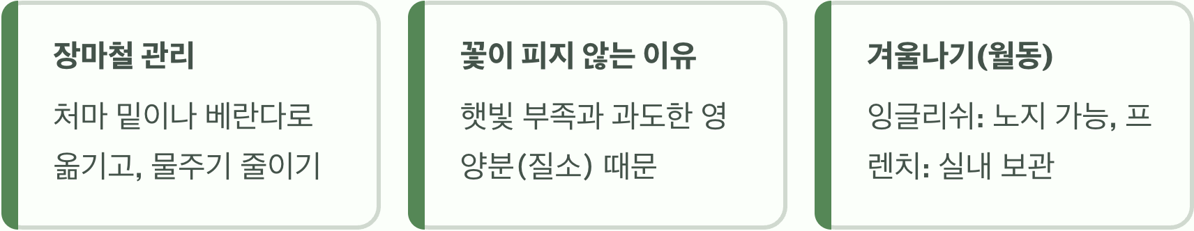 실패 없는 라벤더키우기 A to Z (물주기, 햇빛, 흙)
