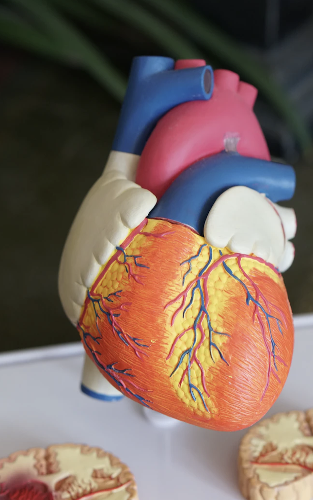 심장 건강을 위한 5가지 습관