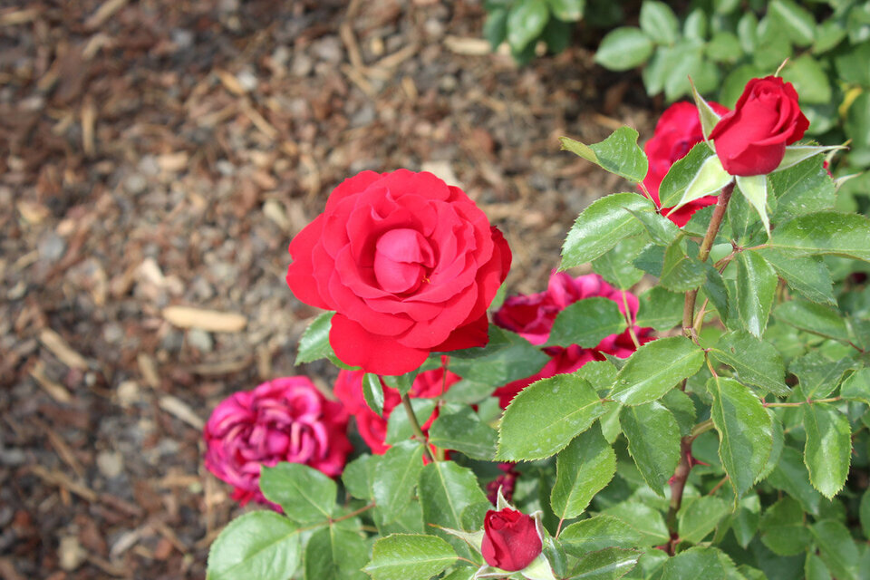 곡성장미축제 : 빨간색 장미