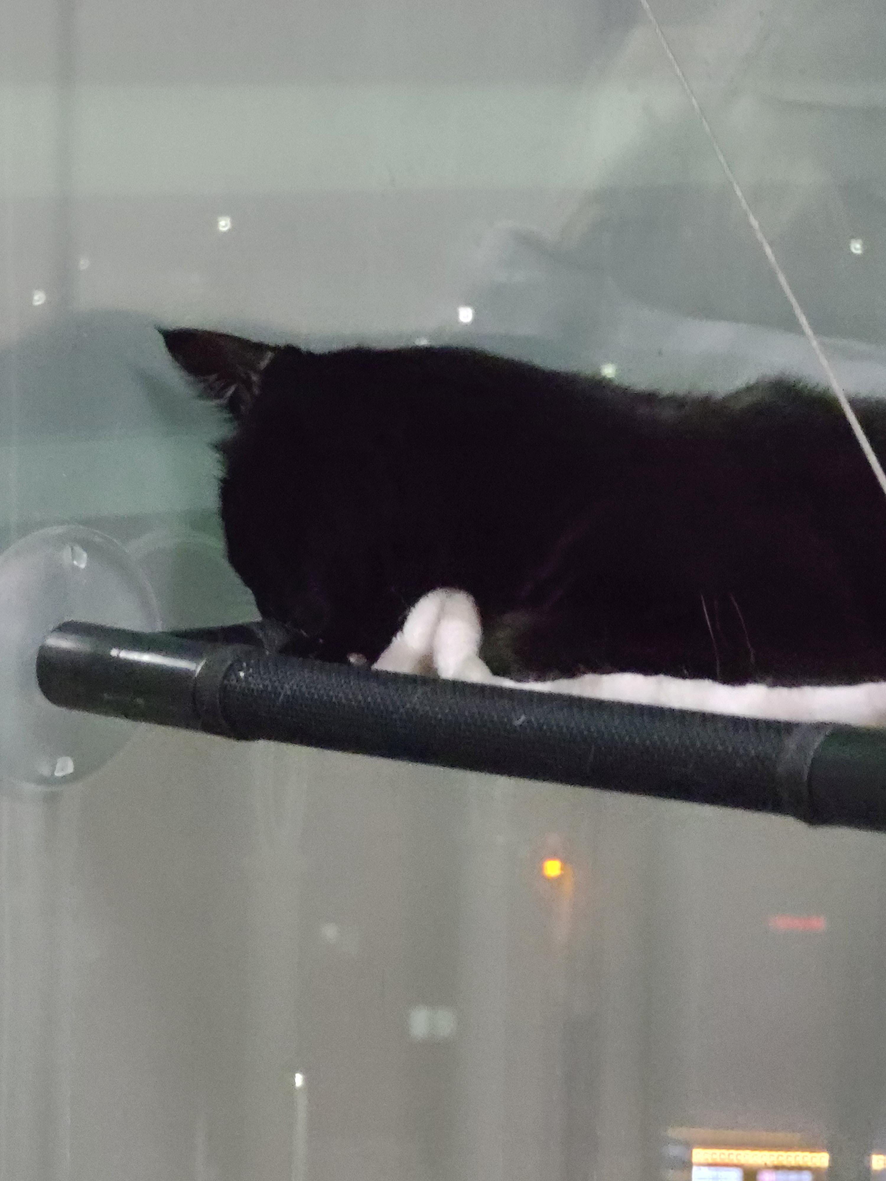 집사의 포커페이스의 중요성(feat. 창밖보는 멋쟁이 건이)