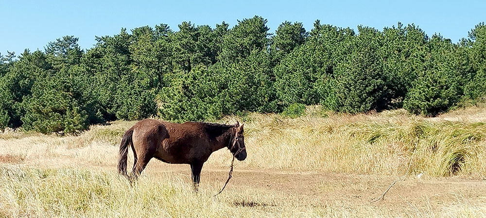 송악산(Song-aksan Mountain)