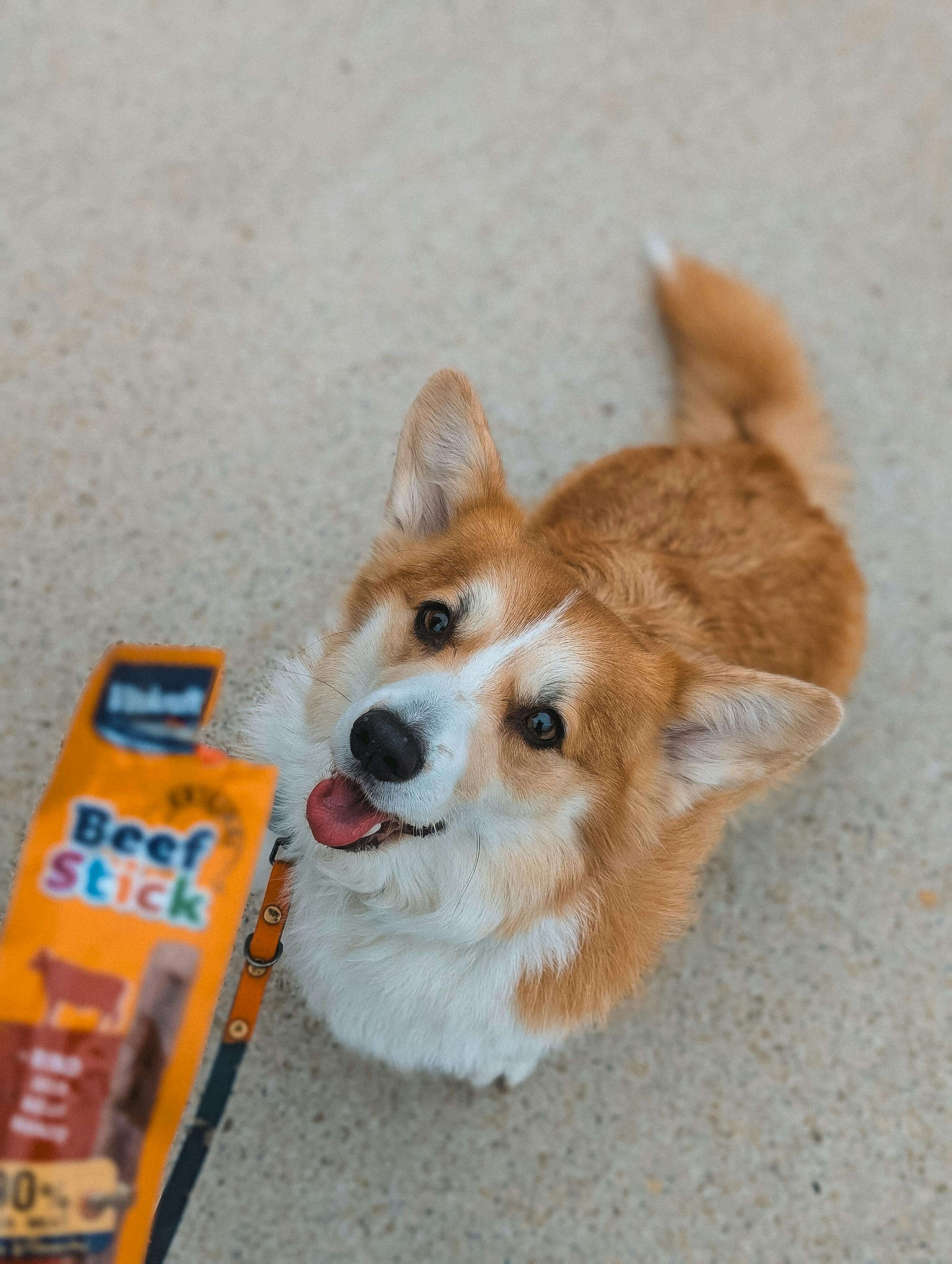 2026 반려동물 시장 트렌드 분석 │ 의료비·보험·사료 지출 변화만 모아 정리