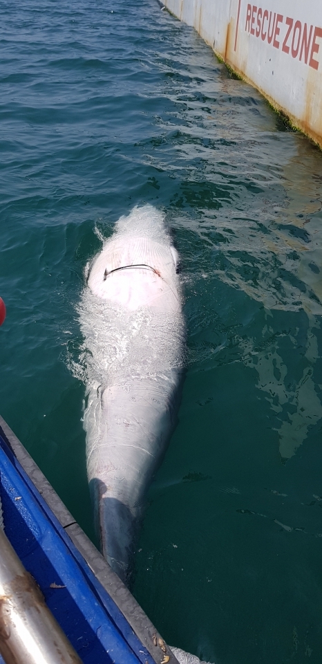 밍크고래 불법 포획 유통 판매 밍크고래고기 불법 판매