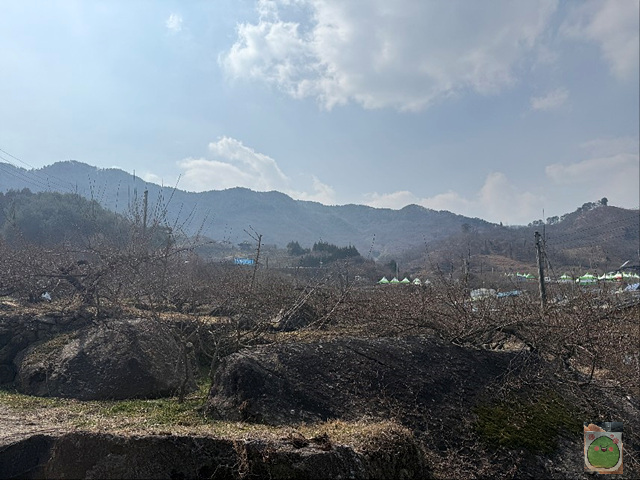 2025 광양매화축제 개화상황 주차장 실시간 입장료