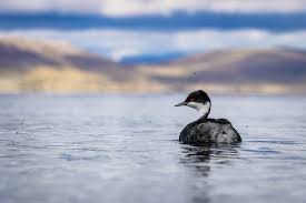 후닌 논병아리에 대해 사람들이 가장 많이 오해하는 것들