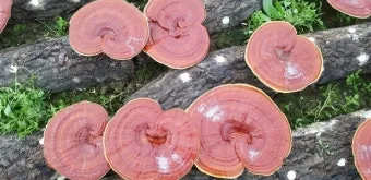 영지버섯 재배 배양 관리 온도 유지 건조 보관_10