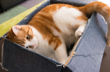 골판지에 들어가는 고양이.