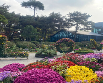 벽초지 수목원 가을꽃 국화축제_5