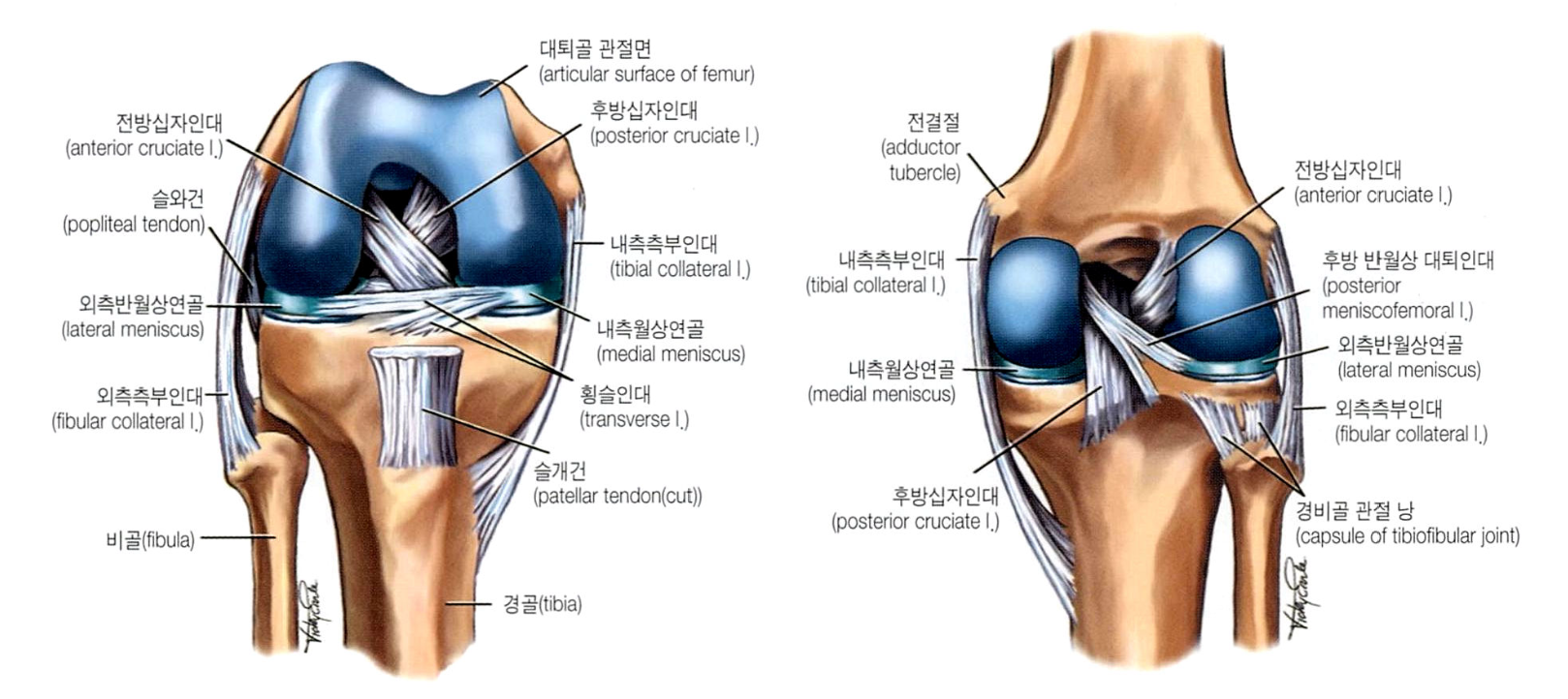 무릎관절 구조물