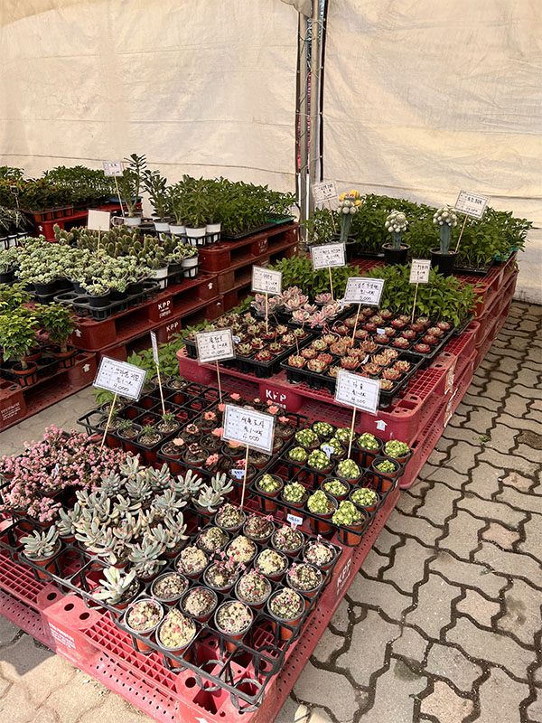 창동 하나로마트에서 판매 중인 다양한 다육&#44; 선인장류