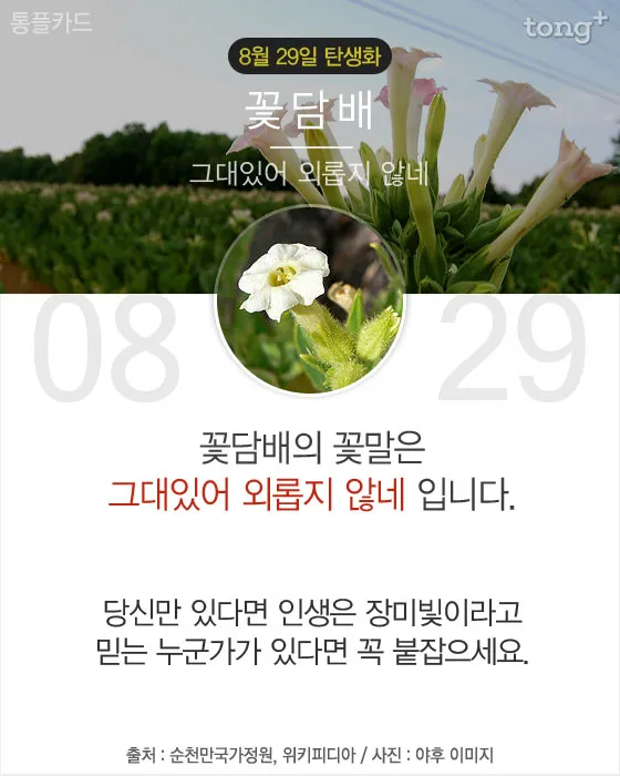 8월에 피는 꽃 이름 종류별 특징 정리 보기_7