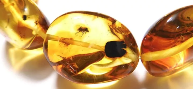 호박(코박 앰버)