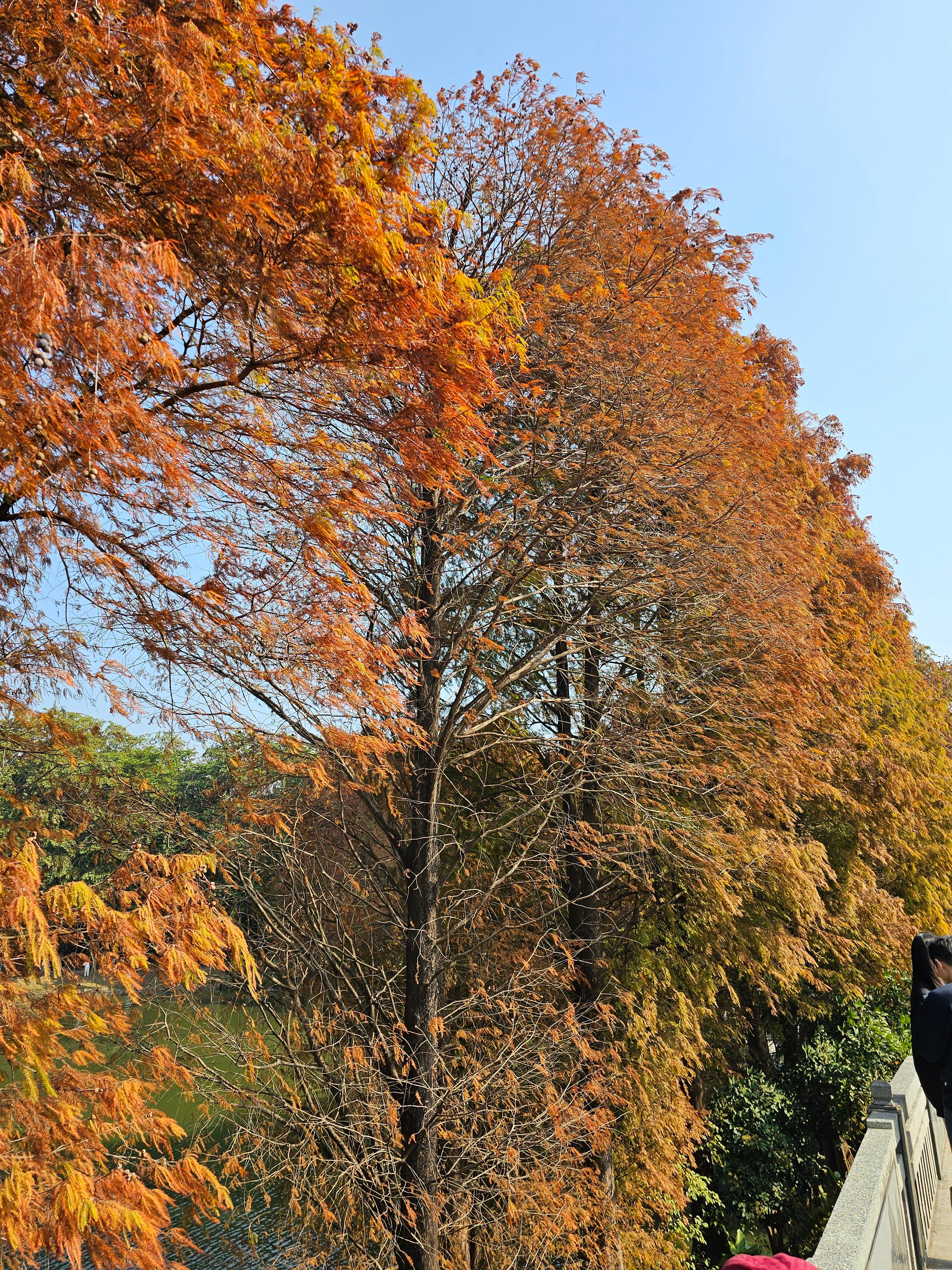 광저우 화남식물원