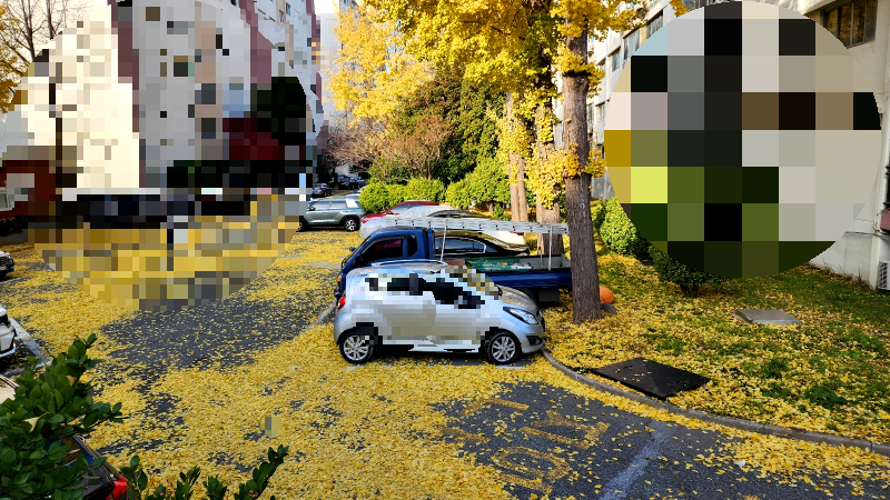 은행나무 단풍잎