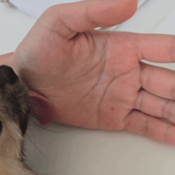 보호자의 손을 핥는 강아지