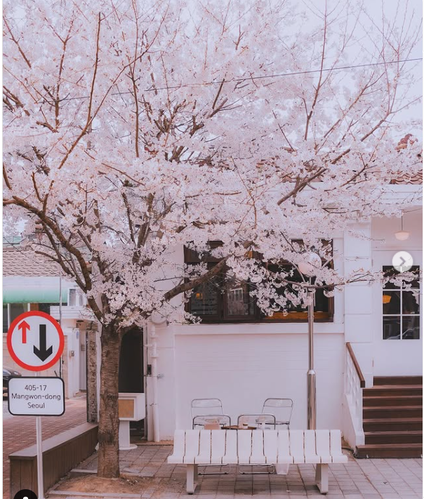 합정-망원-숨은-감성-벚꽃-카페-7-인스타-위치-예약-주차