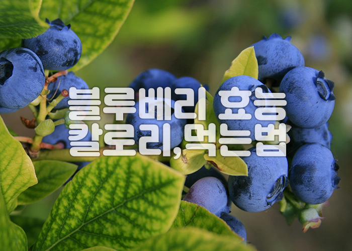 나무가지에 블루베리가 매달려 있다