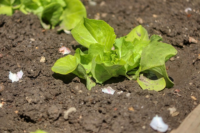 배꼽주위 통증 1