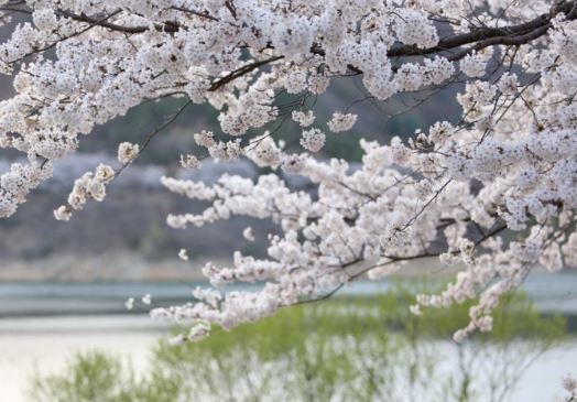 장수 벚꽃