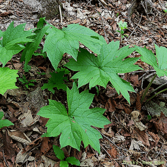 병풍취, 병풍쌈