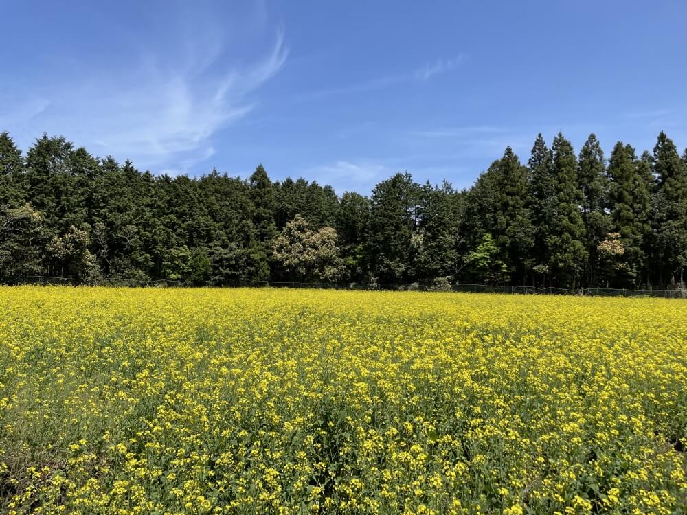 안돌오름-비밀의숲-유채꽃-들판