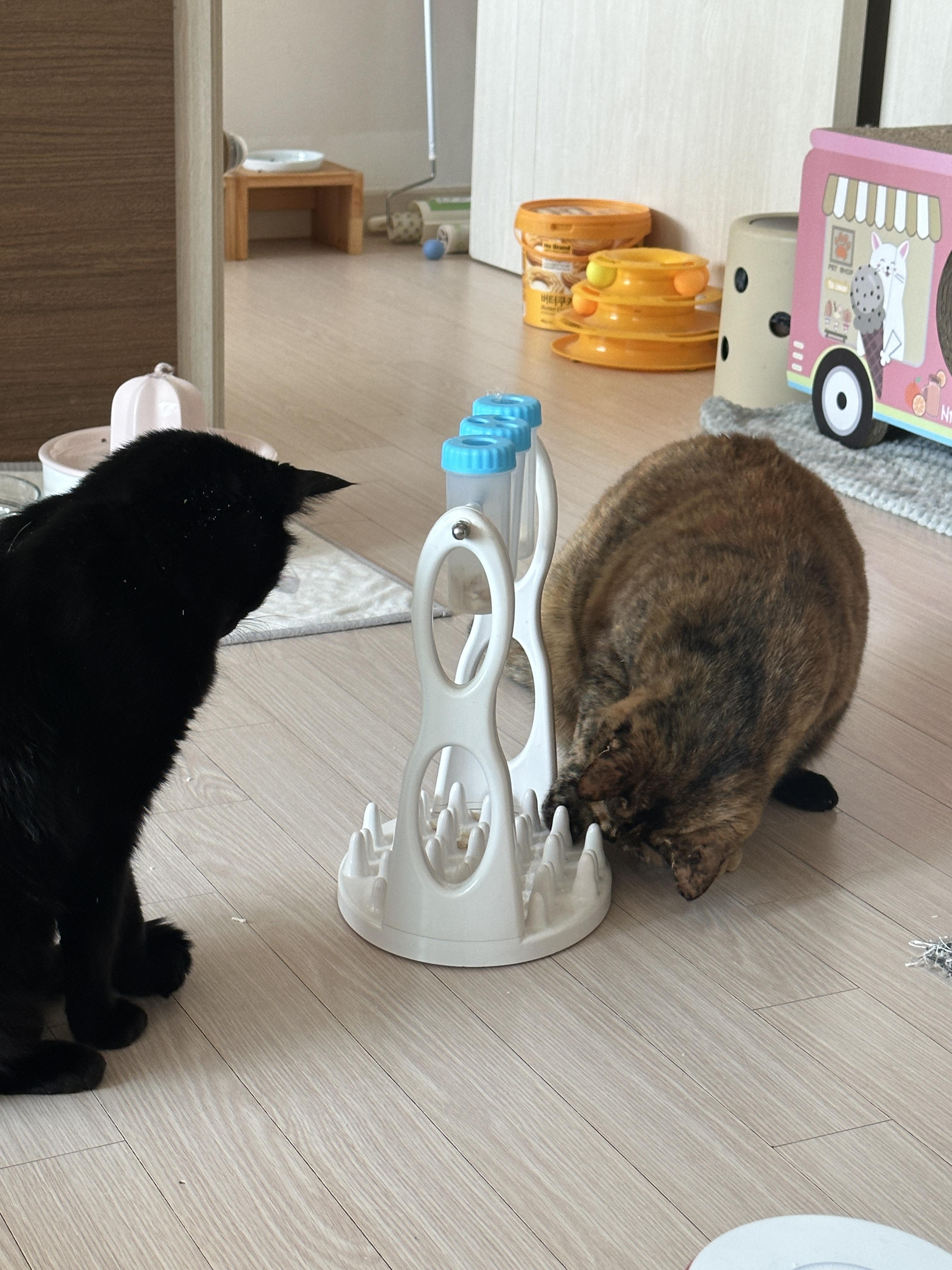 우리집 똑똑한 고양이 건이와 먹보 사랑이 (feat. 똑똑한 고양이를 둔 다묘집사의 고민)