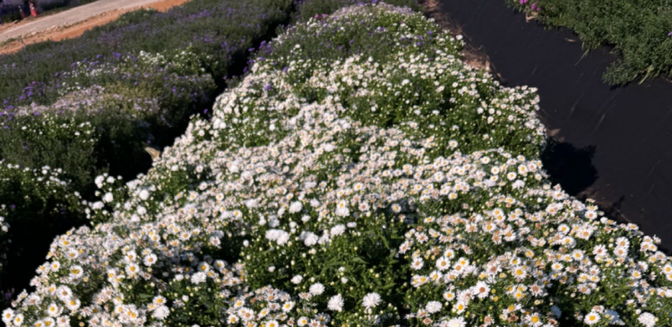 감악산 아스타국화 축제