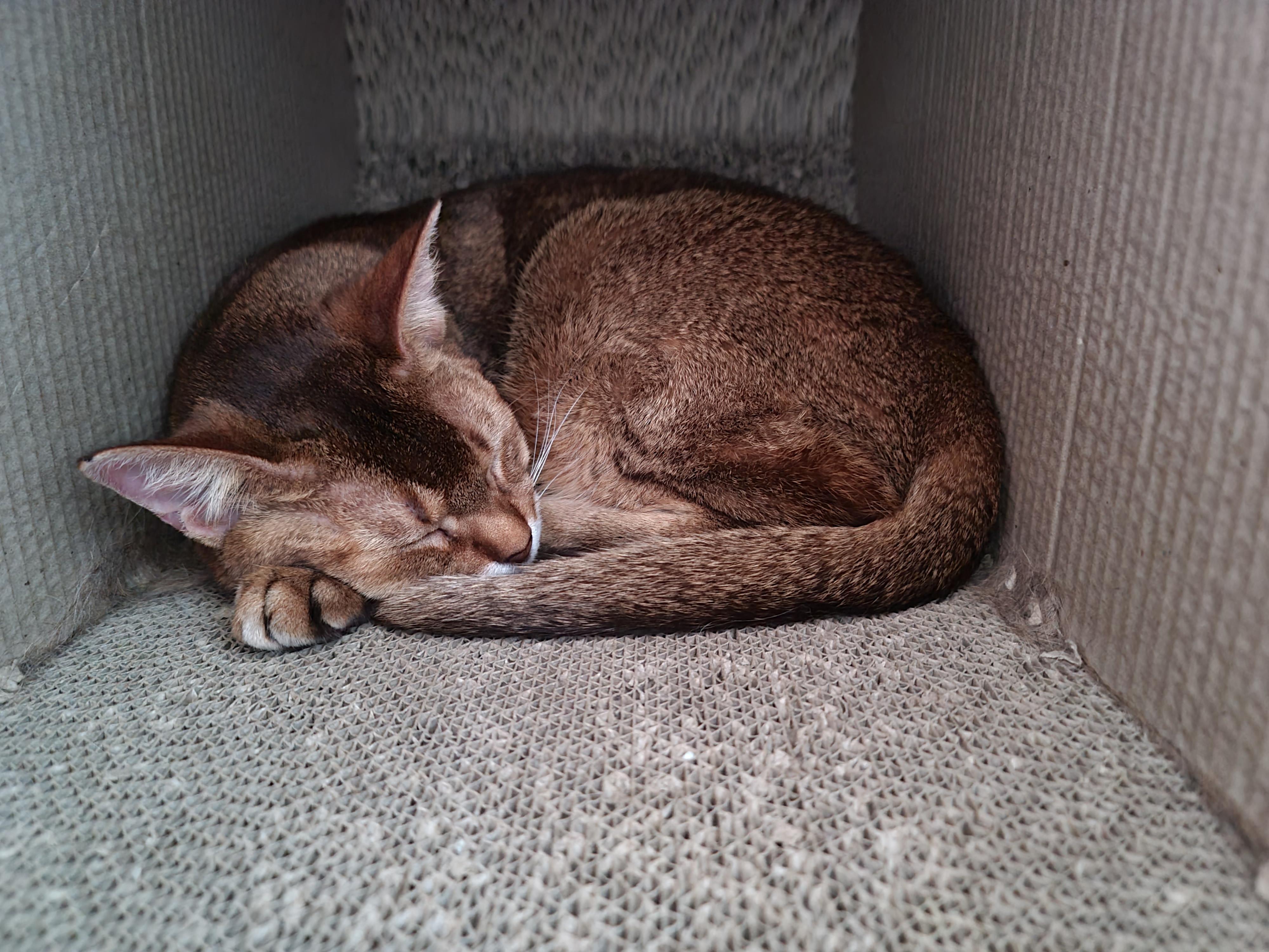 귀엽게 자는 고양이들. 비오는날 아홉냥이들.