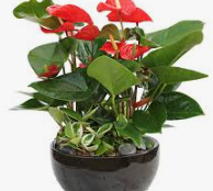 안스리움 관리법 알아보기