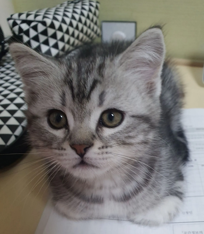 반려동물 피부 알레르기 - 가장 흔하지만 가장 놓치기 쉬운 질병